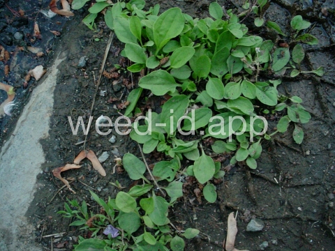 plantain, broadleaf